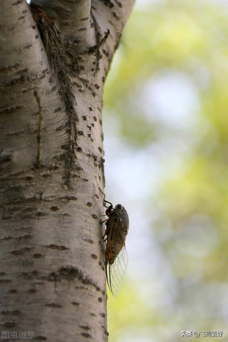 马知了是蝉的幼虫,也叫马猴或者爬叉.