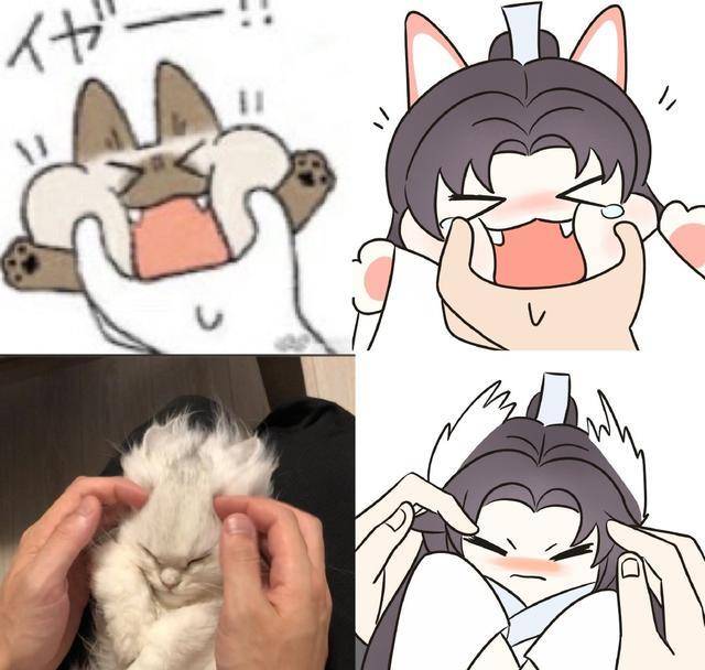 当楚晚宁变成萌猫表情包,这还是晚夜玉衡吗?_猫咪_白猫_墨燃
