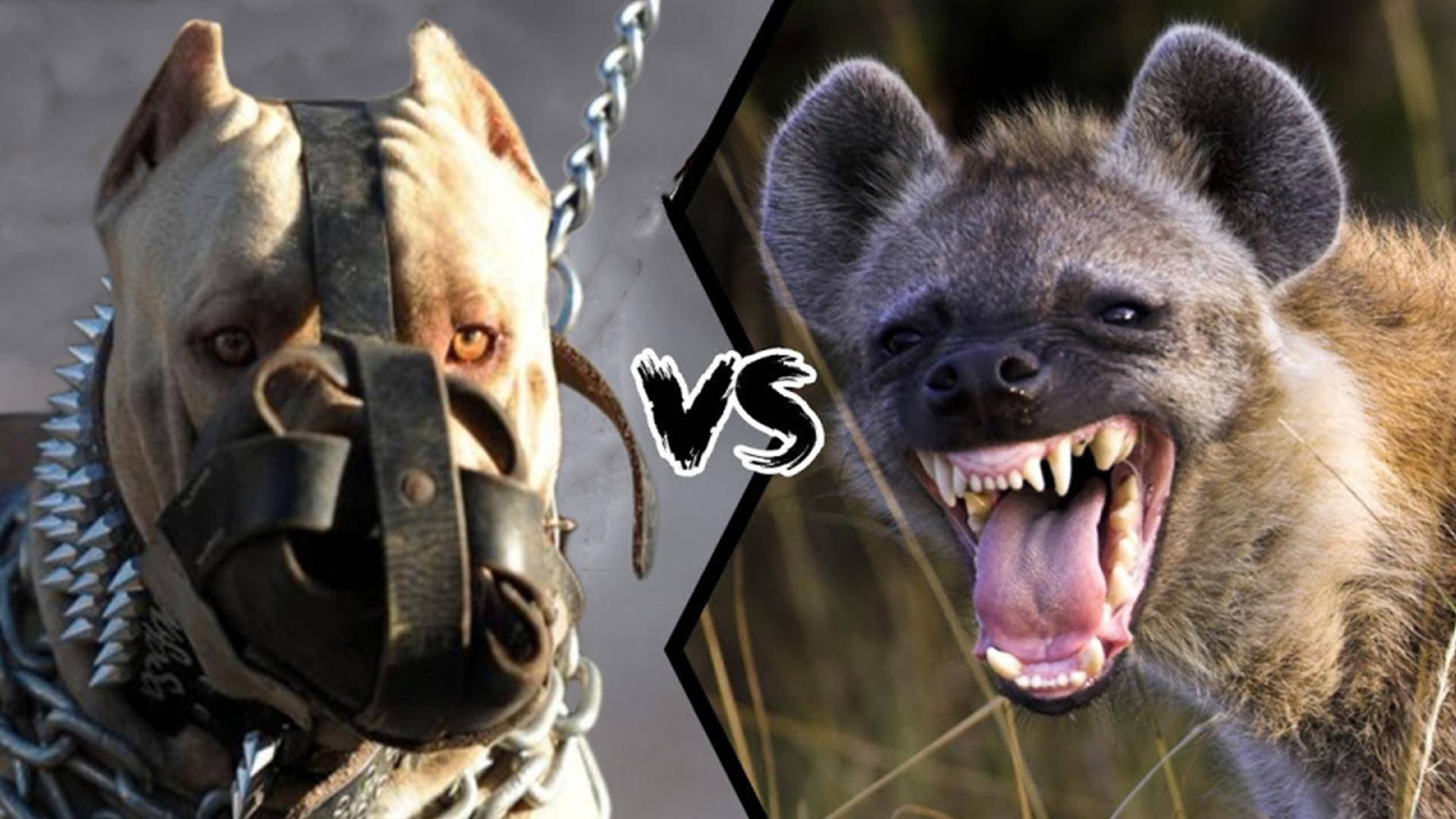 巨型比特犬vs鬣狗图片