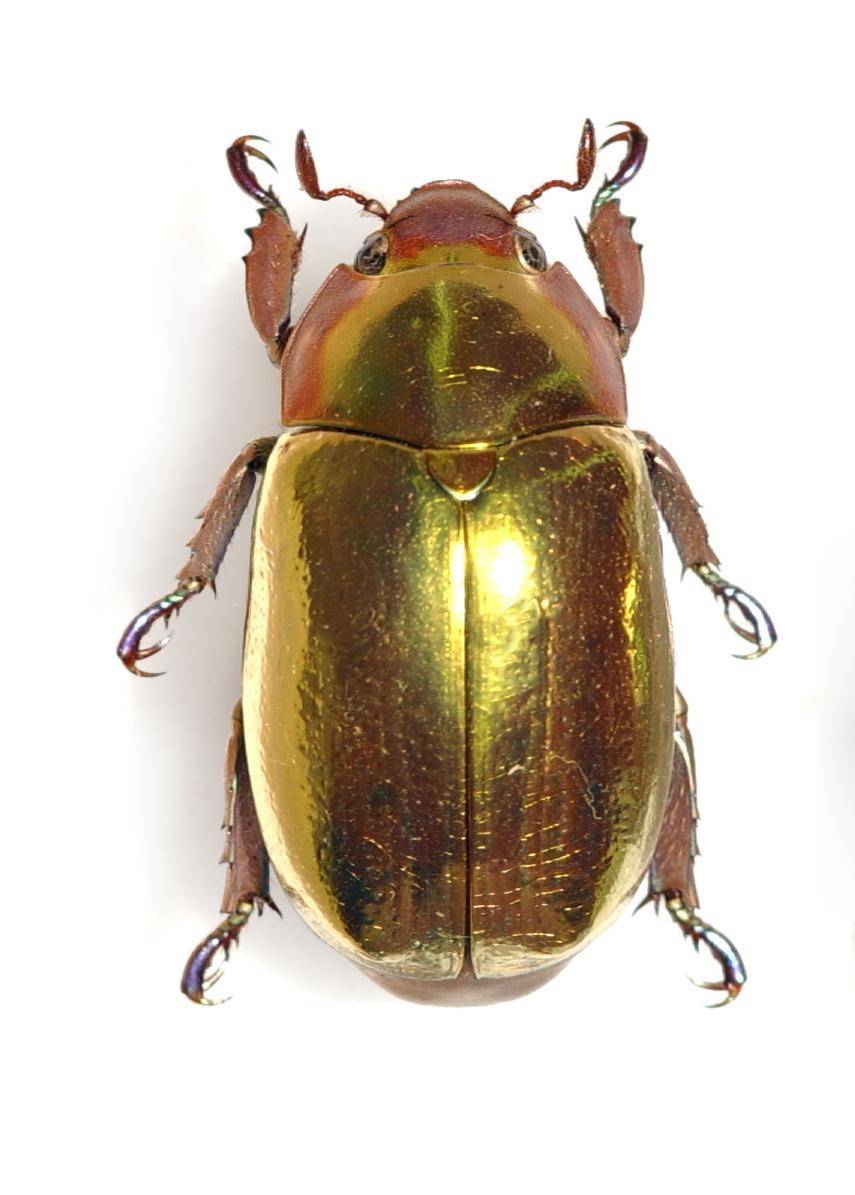 它以其金色而著称,看上去甚至比黄金还要耀眼.