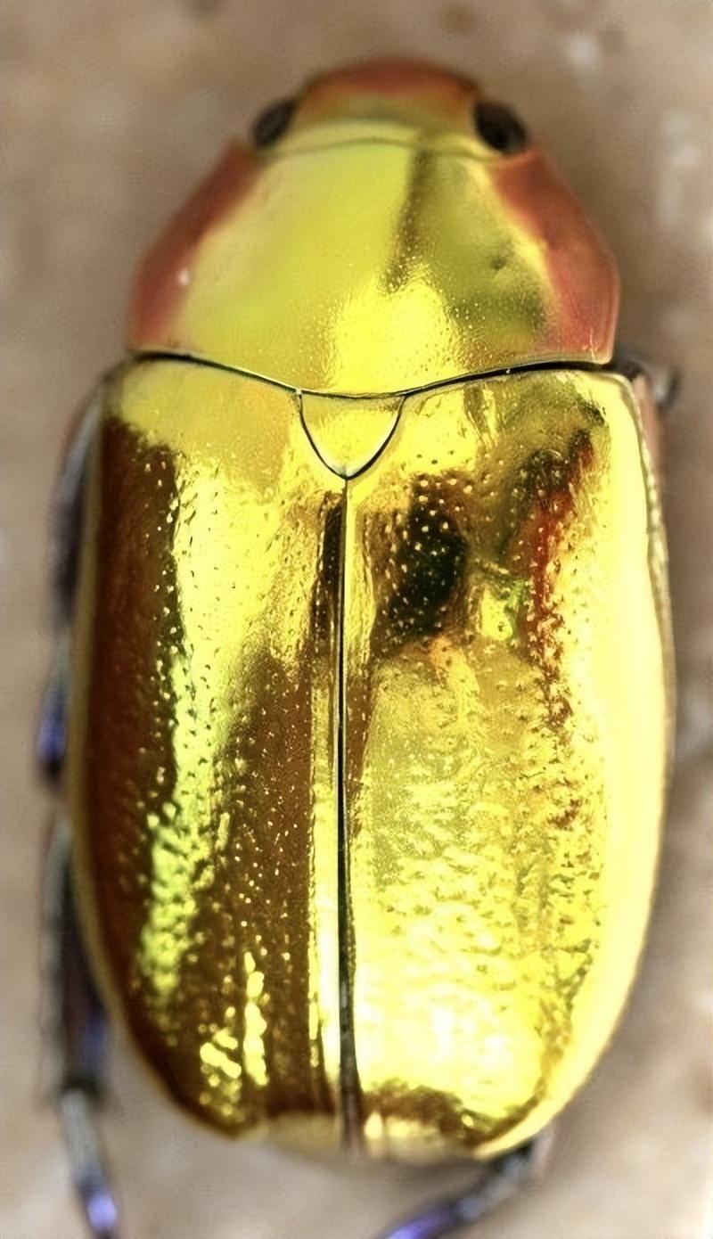 它以其金色而著称,看上去甚至比黄金还要耀眼.