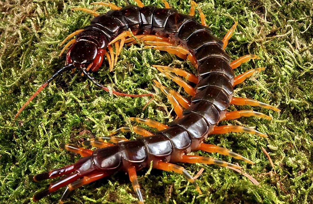 亚马逊巨人蜈蚣通体呈红色,而秘鲁巨人蜈蚣身体呈黑色,脚呈黄色或者橘