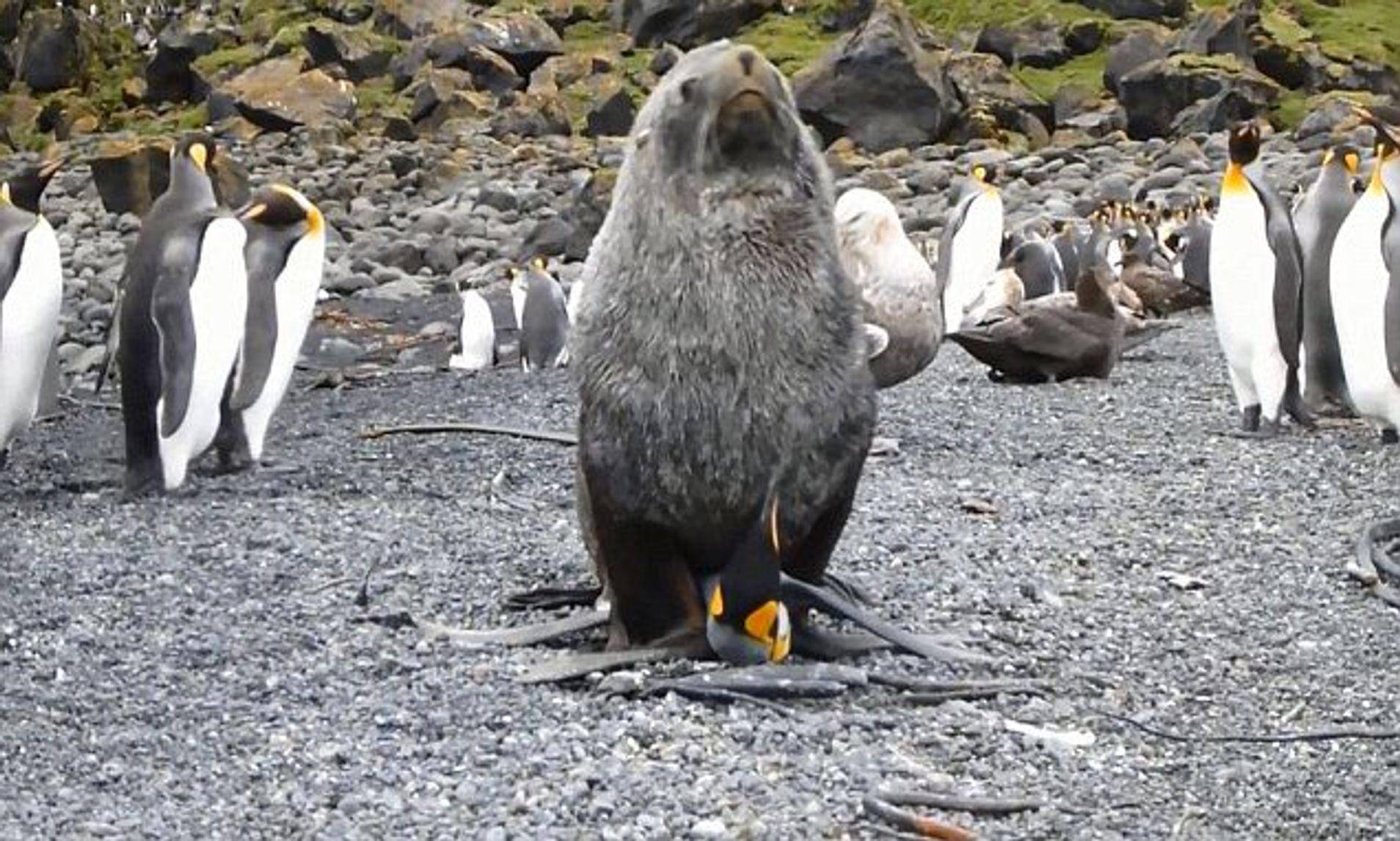 企鹅先森的荷尔蒙图片