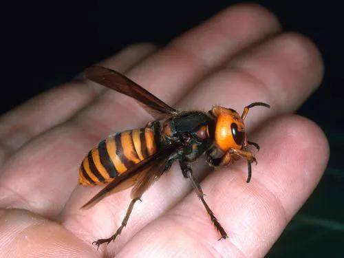 金环胡蜂能蛰死人吗图片