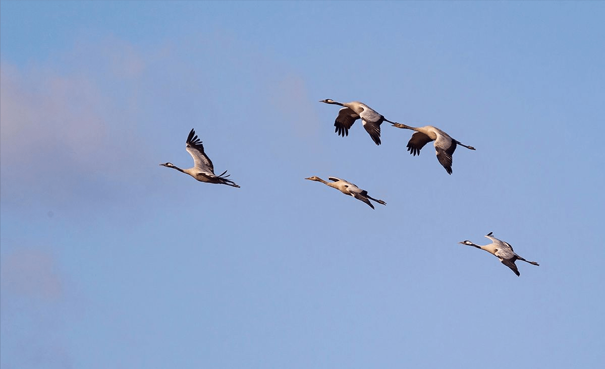 黑白秃鹫能飞11300米高,是什么概念?