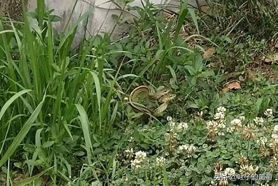 我看见了个啥,有两条蛇在创造小孩_进行_时候_其它