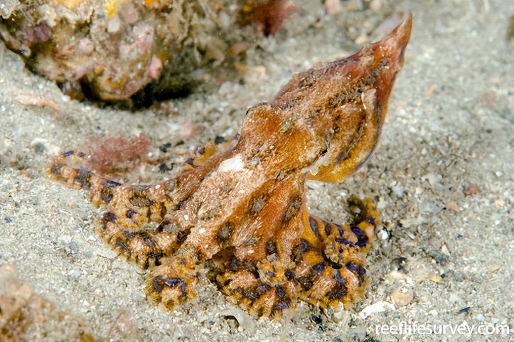 nierstraszi)和尼氏豹纹蛸(h.