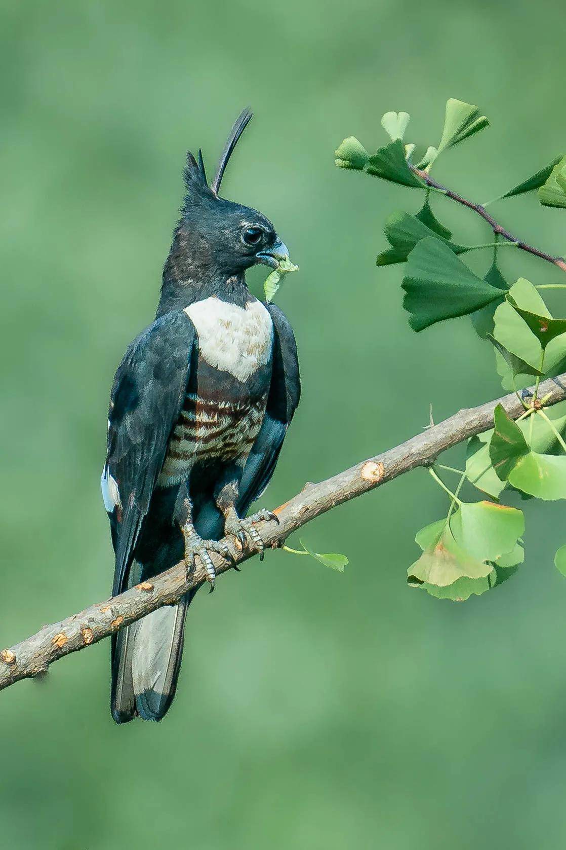 河南董寨拍鸟记之六:黑冠鹃隼_父母_鸟巢_自然