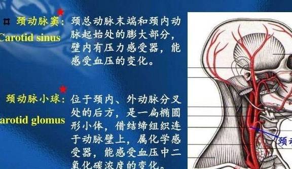当领口过高,过紧,压迫到了颈动脉窦,人体而俯身时会使这种压迫加剧,颈