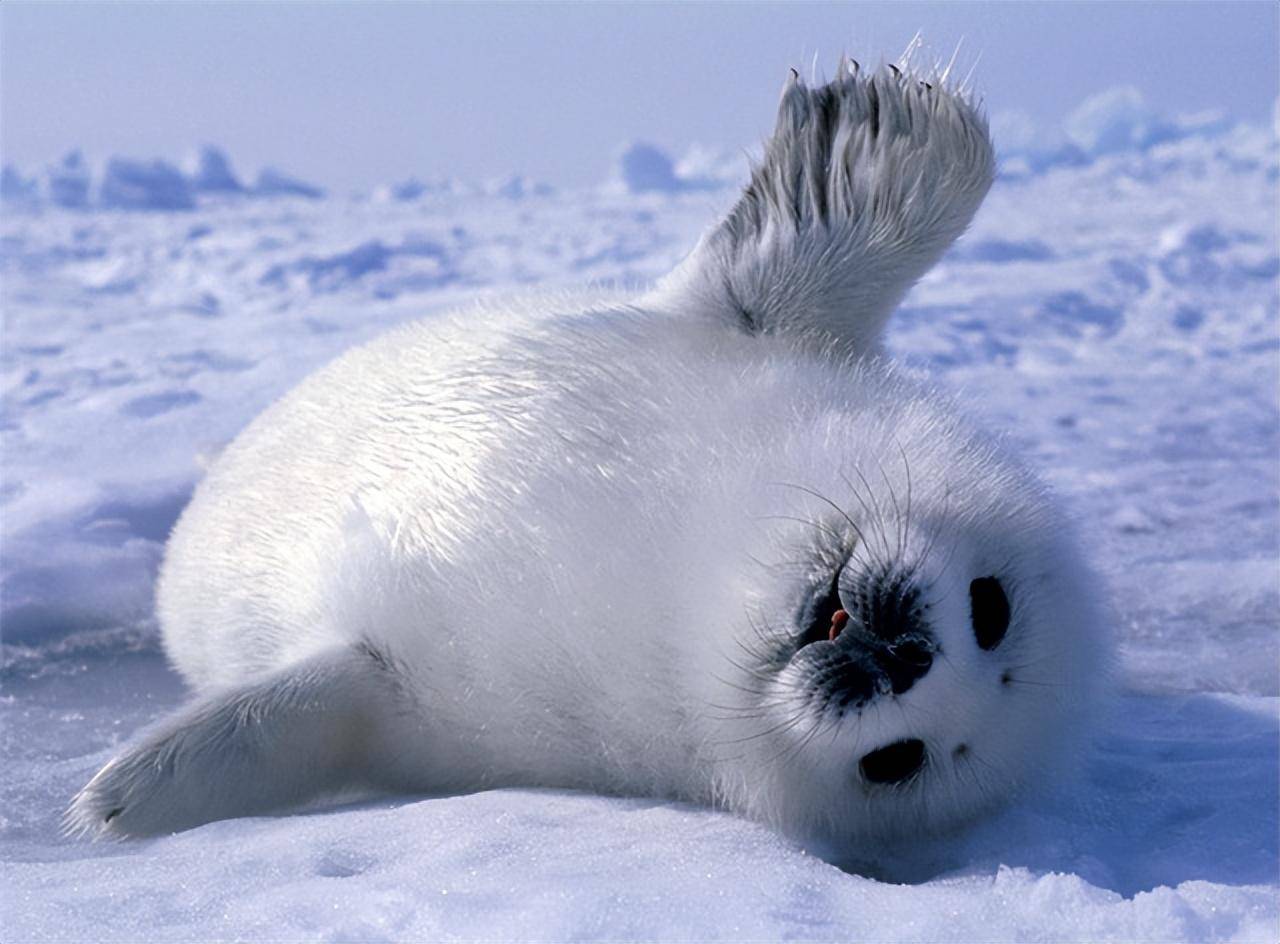 盘点九大致命萌物,外表看似呆萌,却隐藏着致命危险_人类_动物_攻击