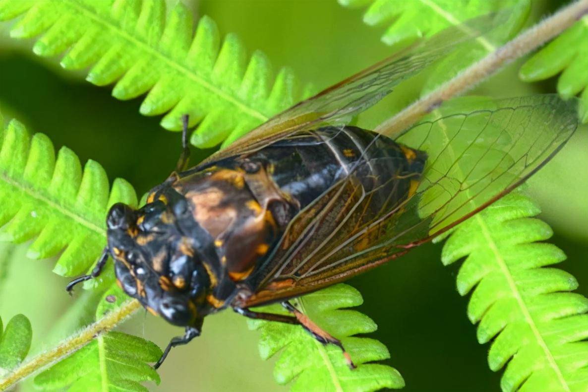 金蝉_生活_知了