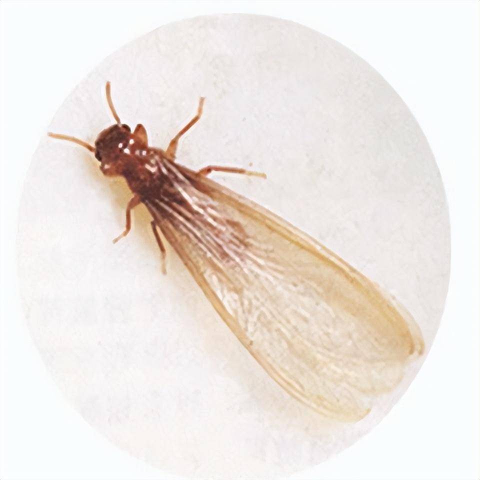 "如果你不能产卵,那就说再见",白蚁女王的结局有多残忍?