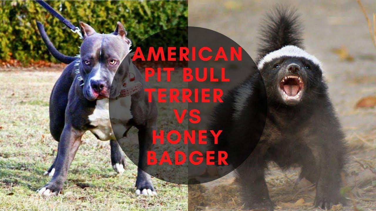 平头哥vs比特犬,当斑鬣狗杀手遇到东北虎克星,谁会笑到最后呢?