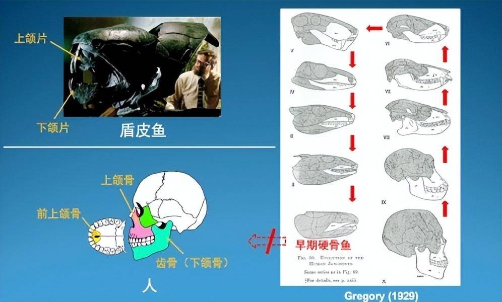 "从鱼到人"有了关键证据!