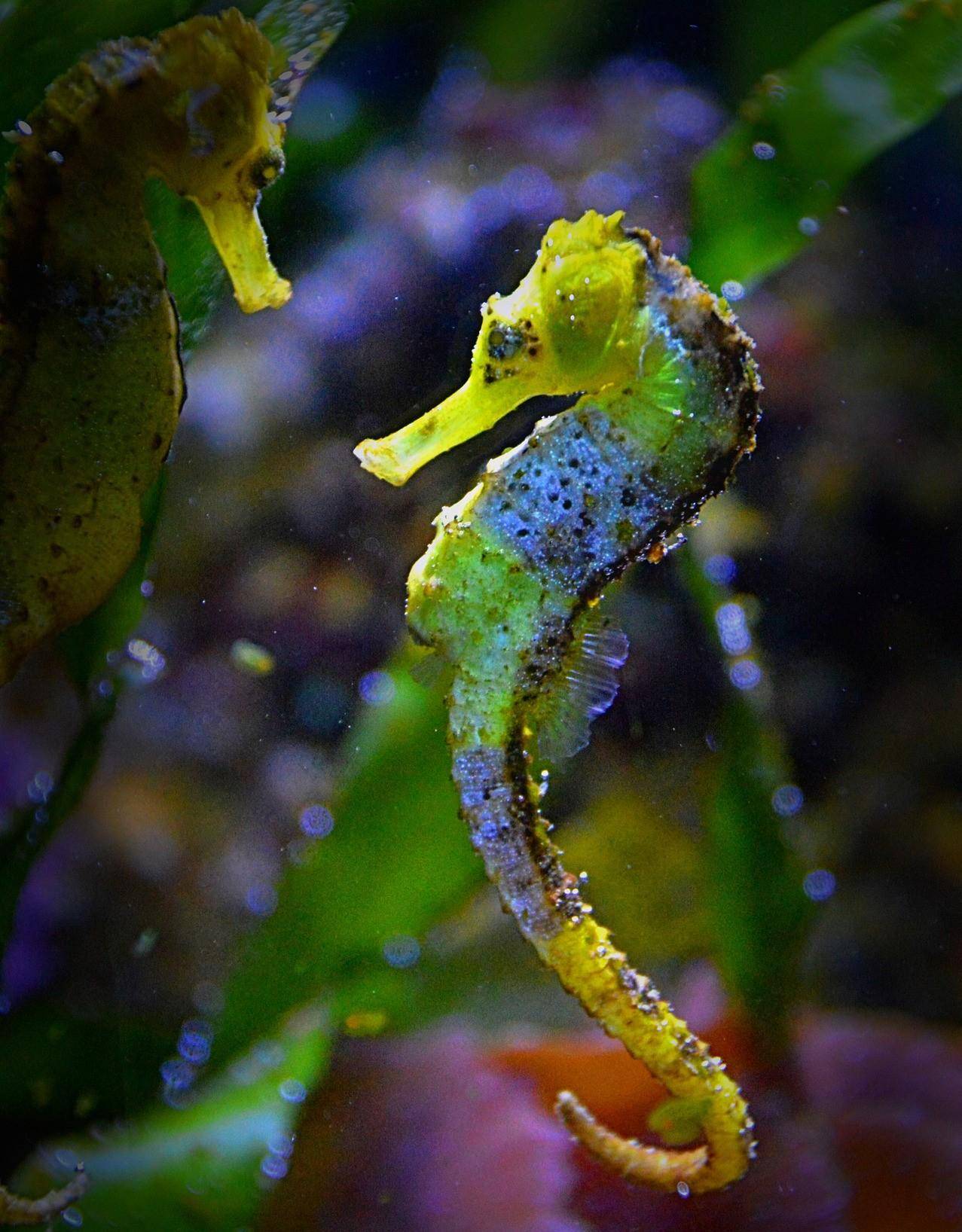 为什么海马被称为"上帝喝醉时创造的生物"?_捕食者_行动_猎物