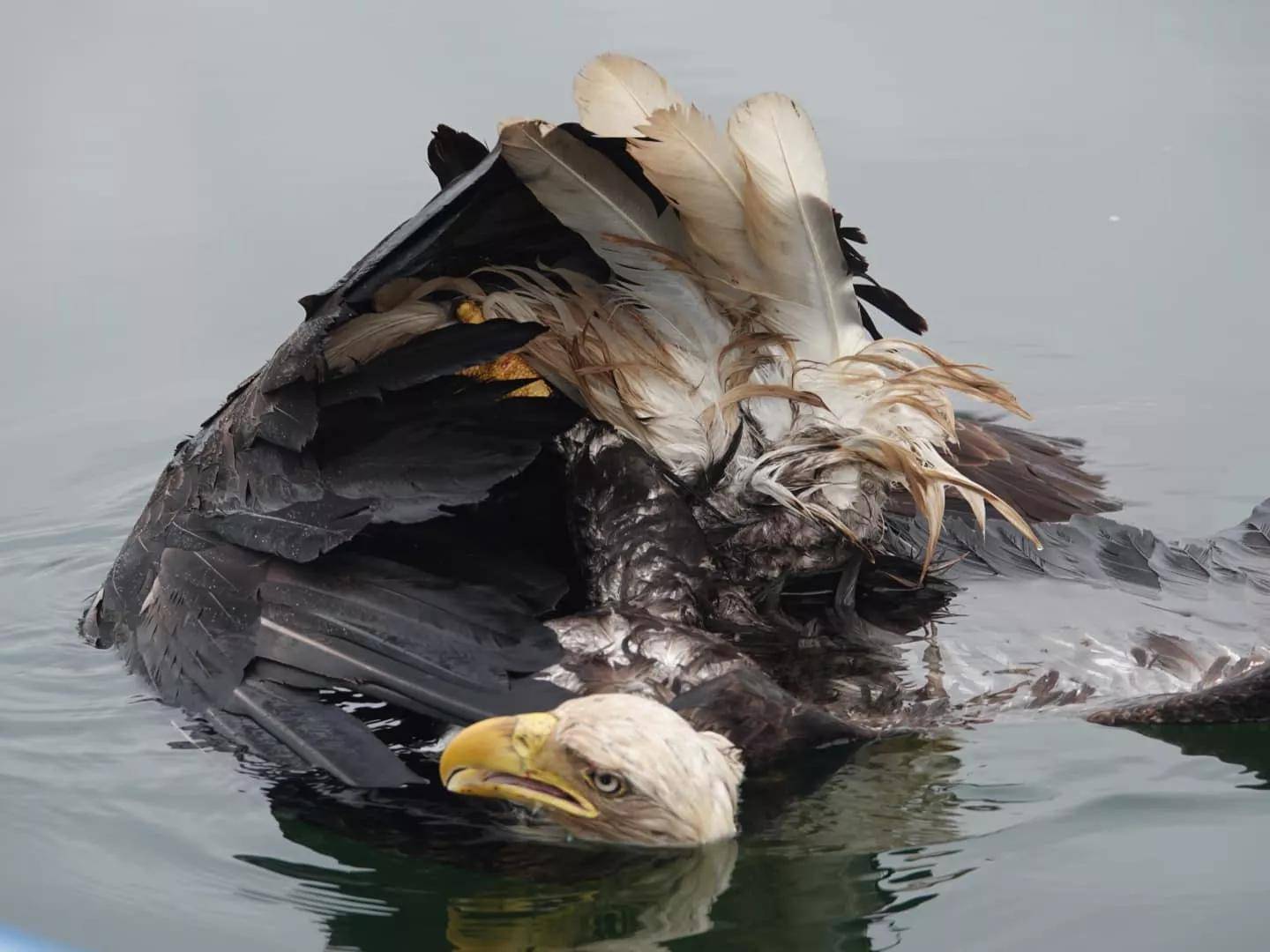 两猛禽陷"死亡螺旋"直坠河中,幸遇善人搭救_林恩_斯科特_夫妇