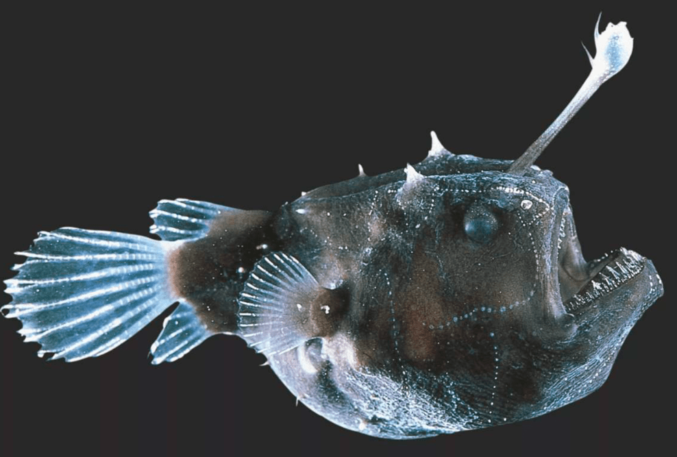 当动物慢慢游到它眼前的时候,鮟鱇鱼就会张开自己的大嘴,说一声"啊哈