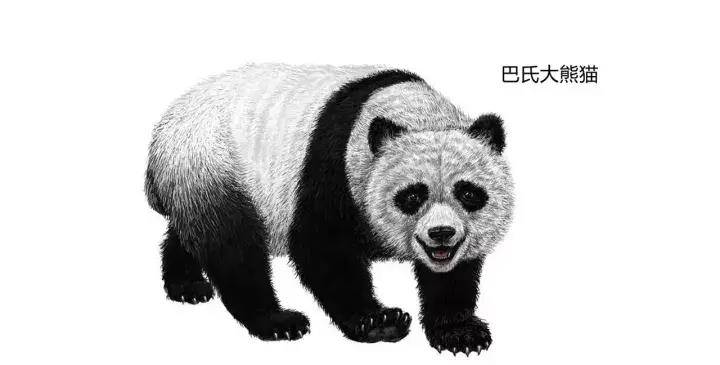 大熊猫的祖先图片