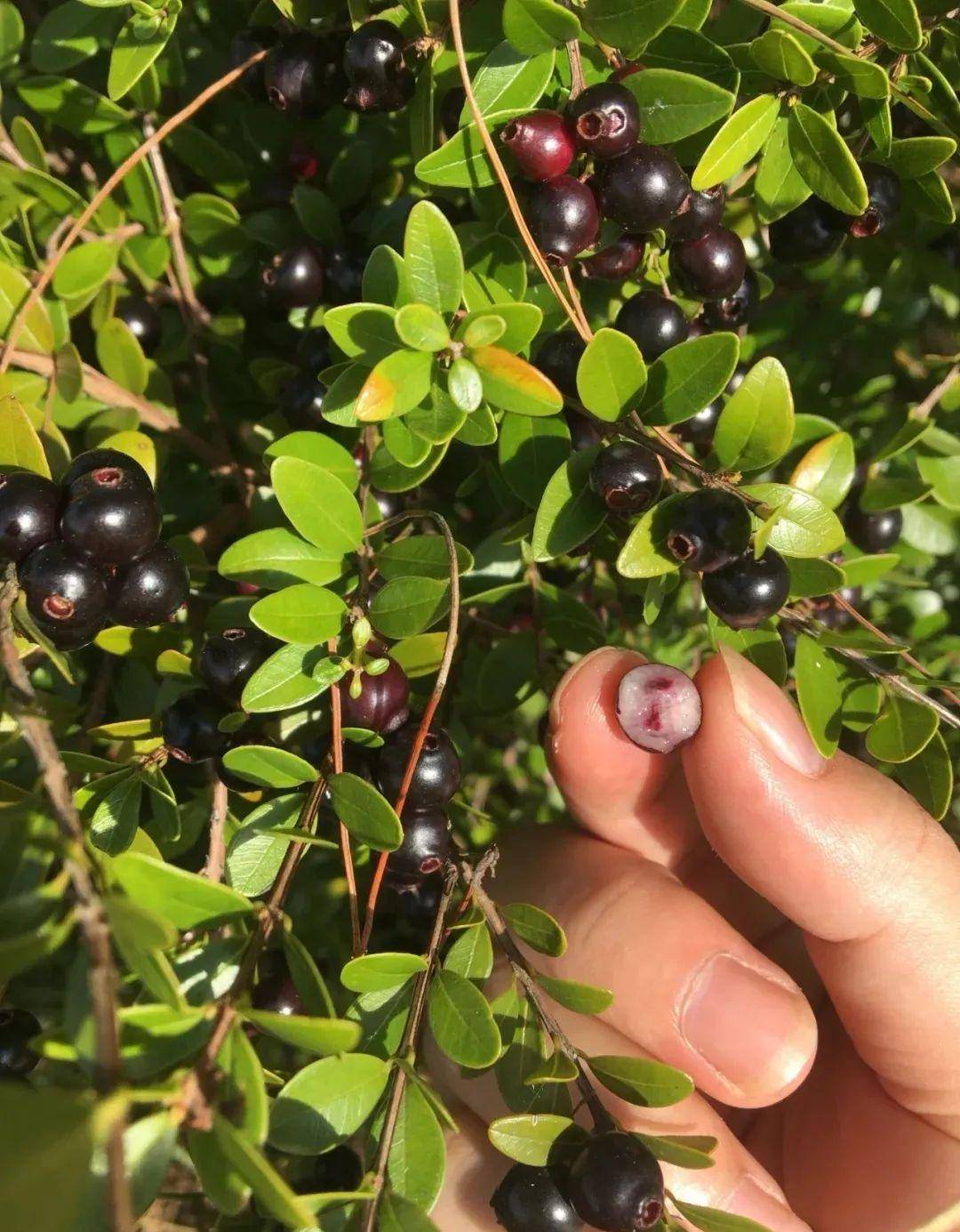 可能有钱也买不到_果肉_果皮_味道