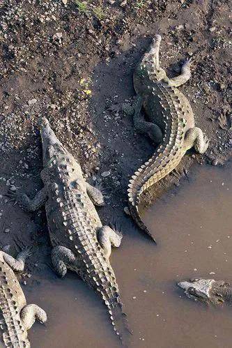 世界上五类最大的鳄鱼,排名第一的是地球上最大的行动物_海龟_体重