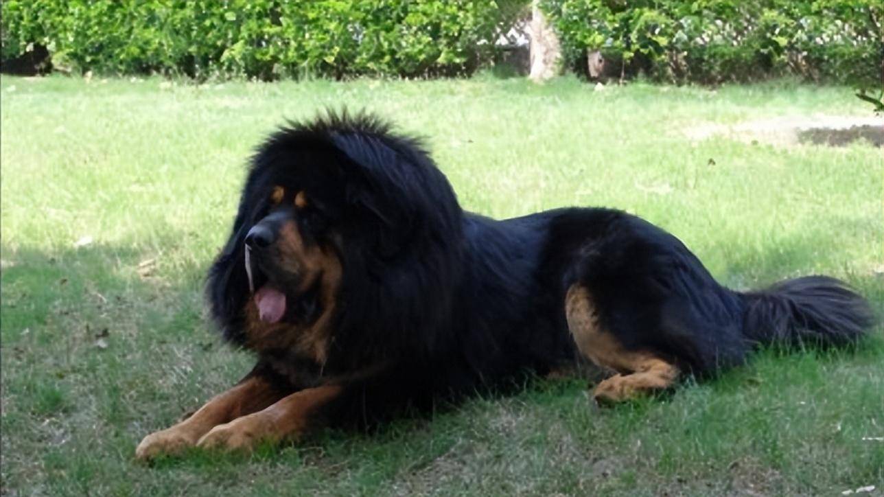 世上最凶猛的十大恶犬，藏獒只能排第二？第一名见到老虎也不虚_搜狐网