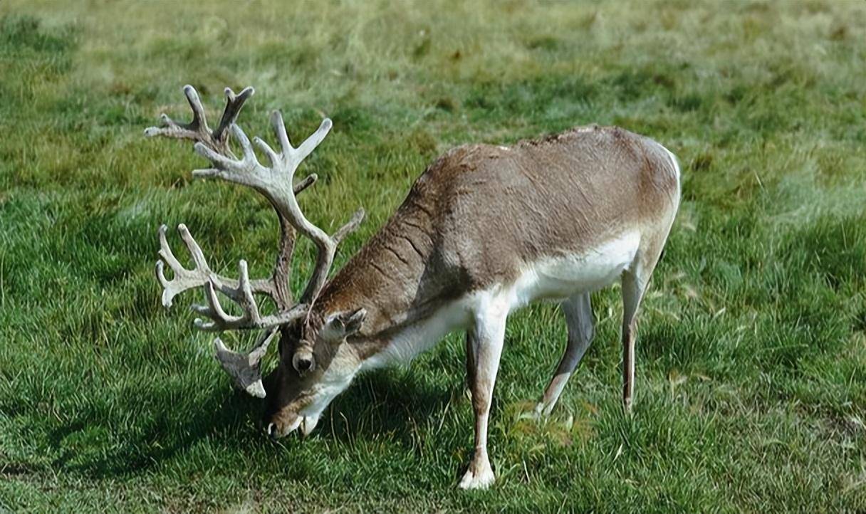 四川怀孕驯鹿给猎人下跪,猎人好心将其放生,3年后驯鹿回来报恩_张卫
