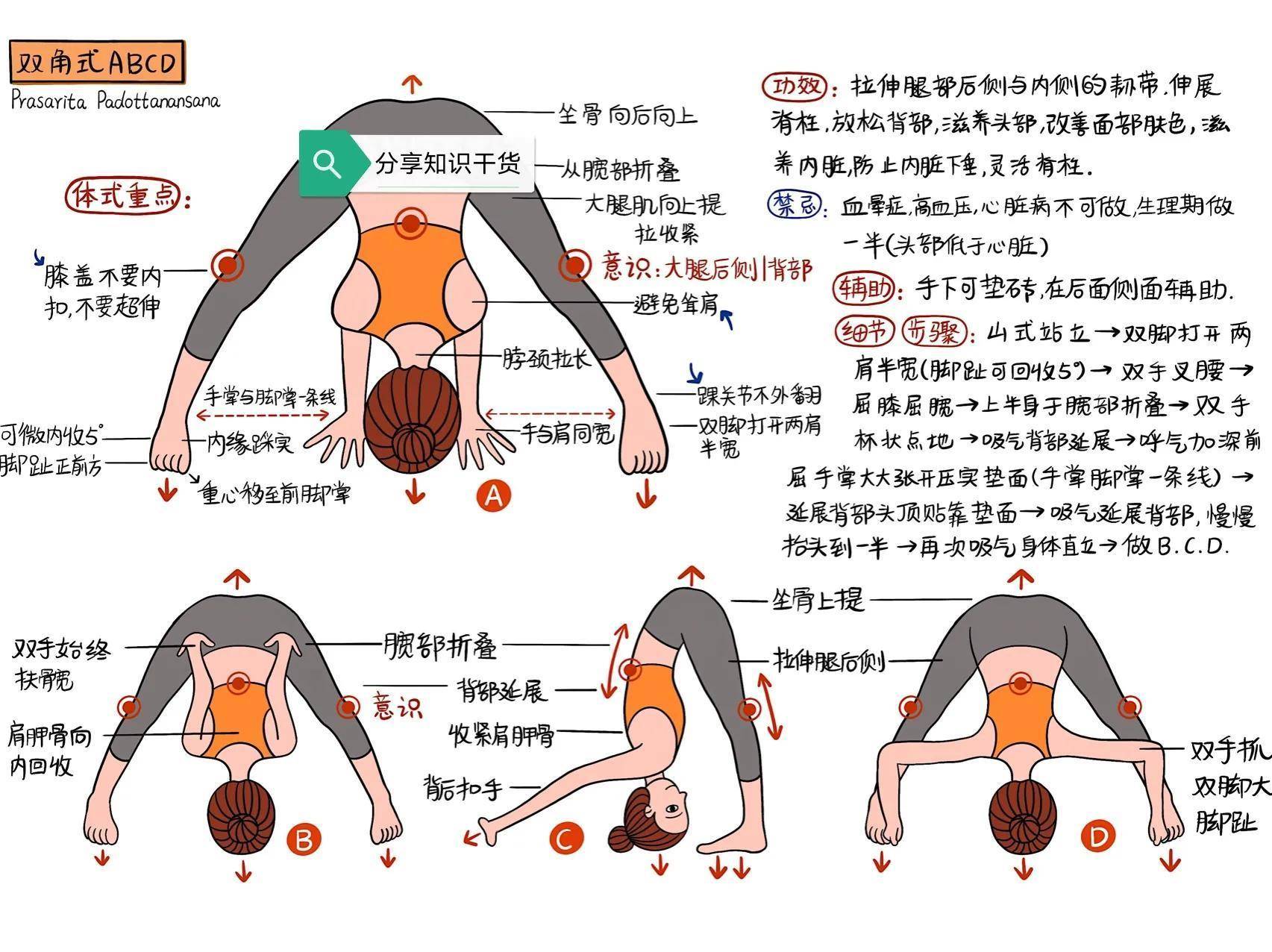 瑜伽体式,"双角式abcd"精讲!