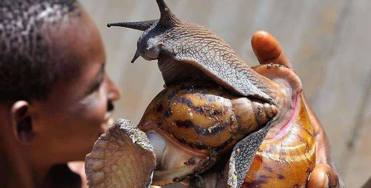 非洲大蜗牛泛滥成灾,非洲人的盘中餐,为何连广东人都不敢吃?