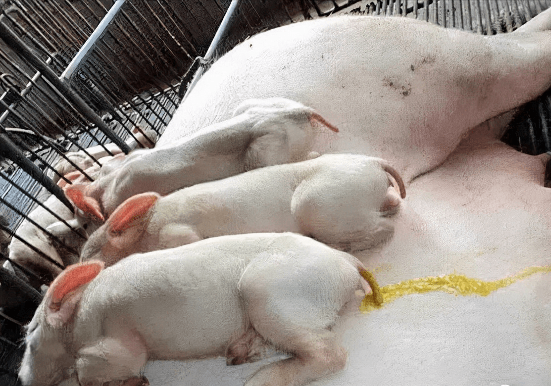 问题_仔猪_饲料