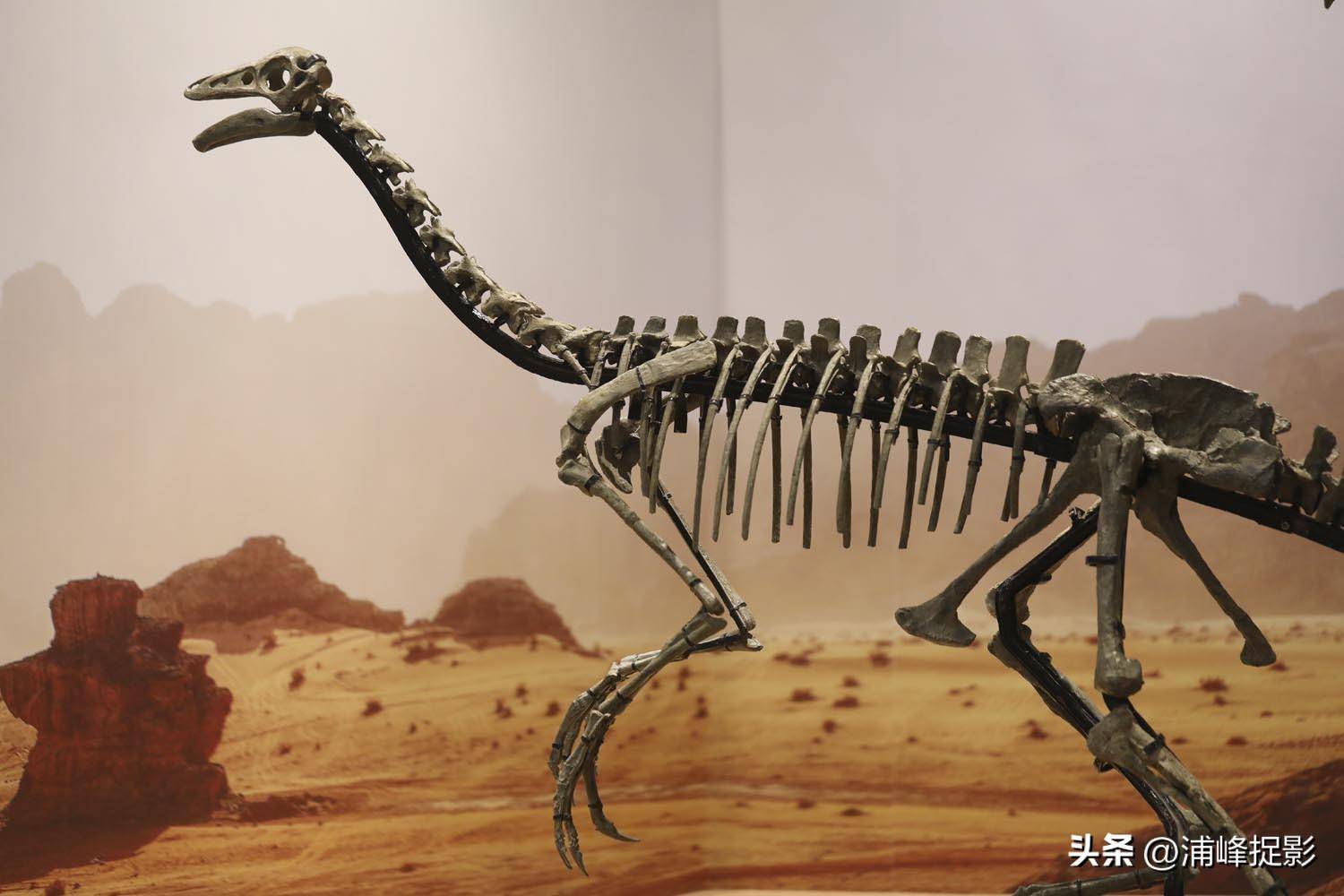 科学家复原一亿多年前内蒙古戈壁上的恐龙,太艳丽了_白垩纪_西方_化石