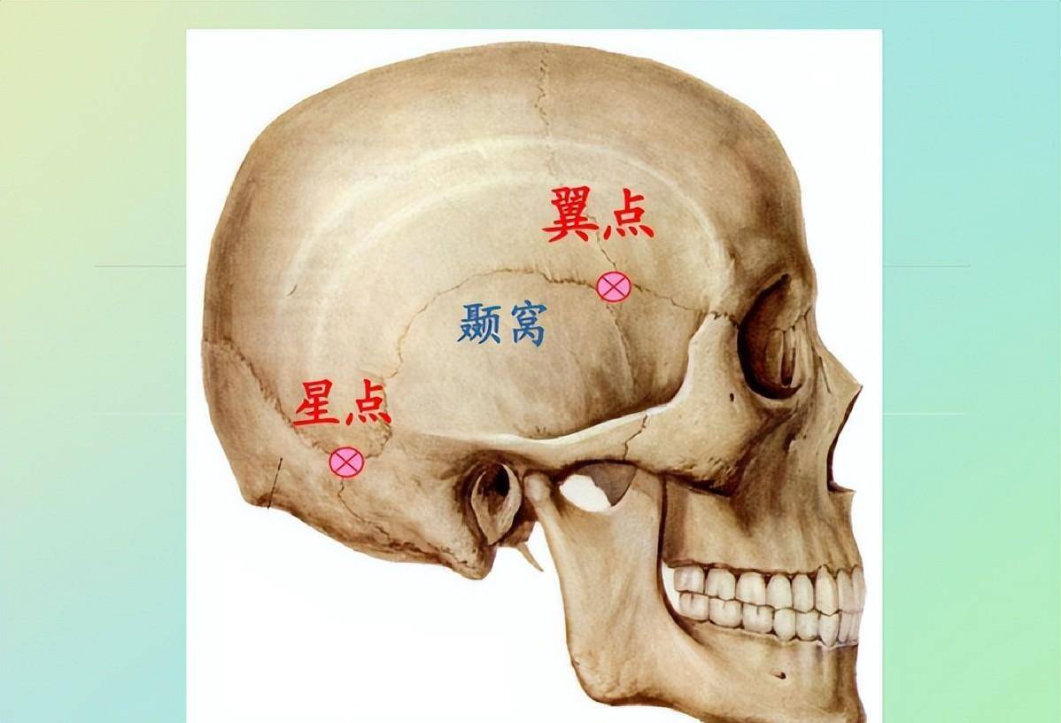 颞部的位置图图片