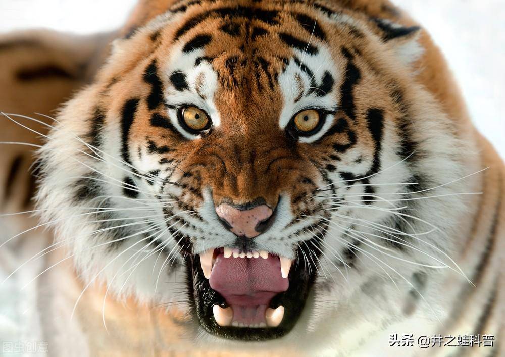 世界上战斗力最强的十大猛兽,排名第一的竟然不是狮子 也不是老虎_动物_体重_北极熊