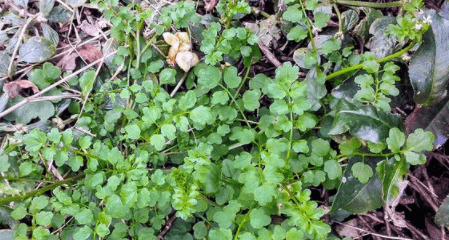荠菜为十字花科植物,常见的荠菜有板叶荠菜,散叶荠菜,花叶荠菜,油勺