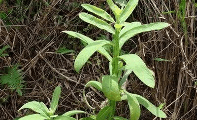 咳嗽,头痛,气管炎,肺炎,口腔炎,风湿性关节炎,闭经,跌打瘀痛,疮疡肿毒