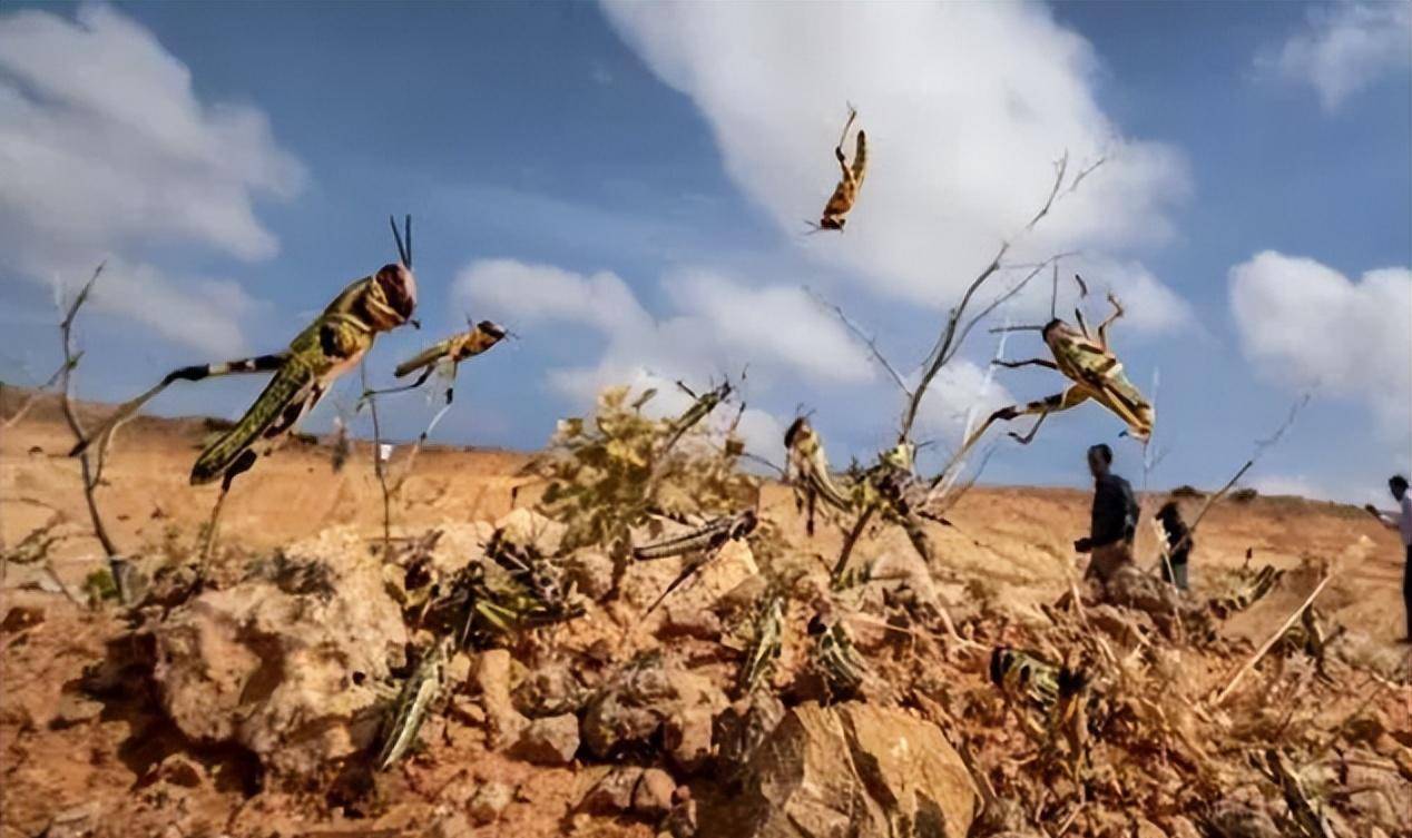 故事还没结束_鸭子_蝗灾_我国