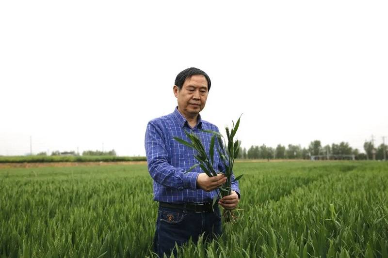 守望麦田 粮安天下 ——中国工程院院士康振生_小麦_精神_我国