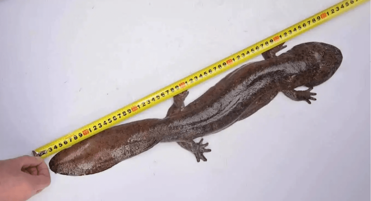 江西发现纯种大鲵野生种群,濒临灭绝为何还让吃?_保护_动物_中国