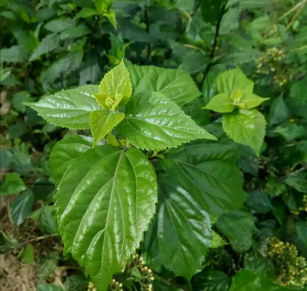 神仙树药用价值图片