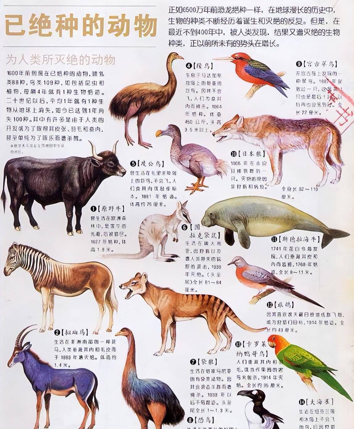 已灭绝动物列表图片