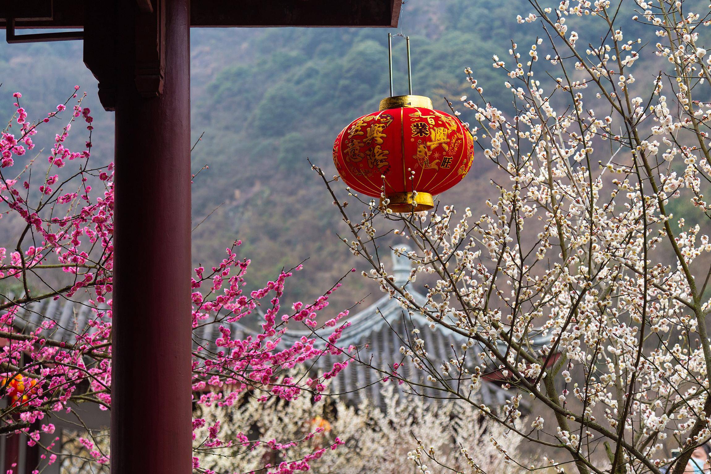搬上央视的宁波九峰山梅园,一座有意,有韵,有格调的江南园林_梅花
