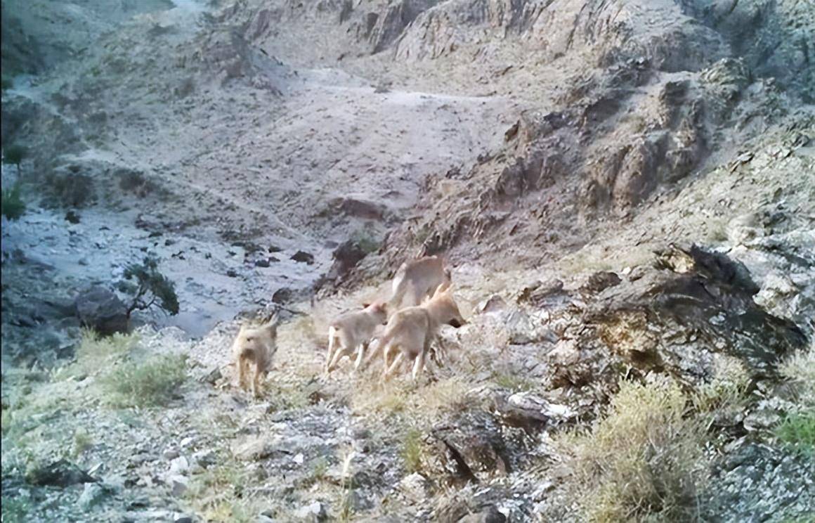 还有狼群,猞猁,野马,野山羊等动物都重返贺兰山脉_食物链_地区_影像