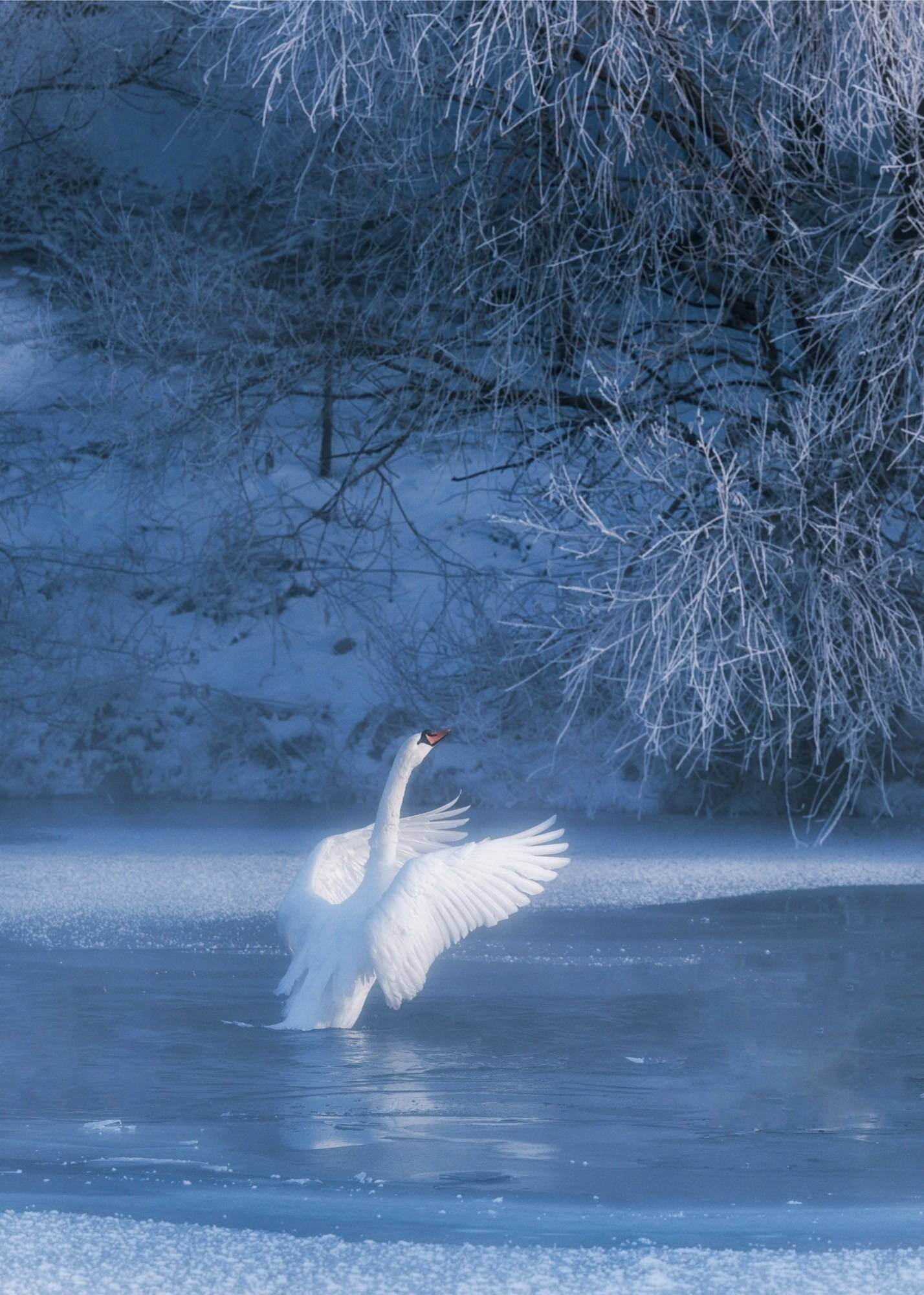 冬日奇观 富士中画幅相机记录纯净雪景_画面_天鹅_冰雪