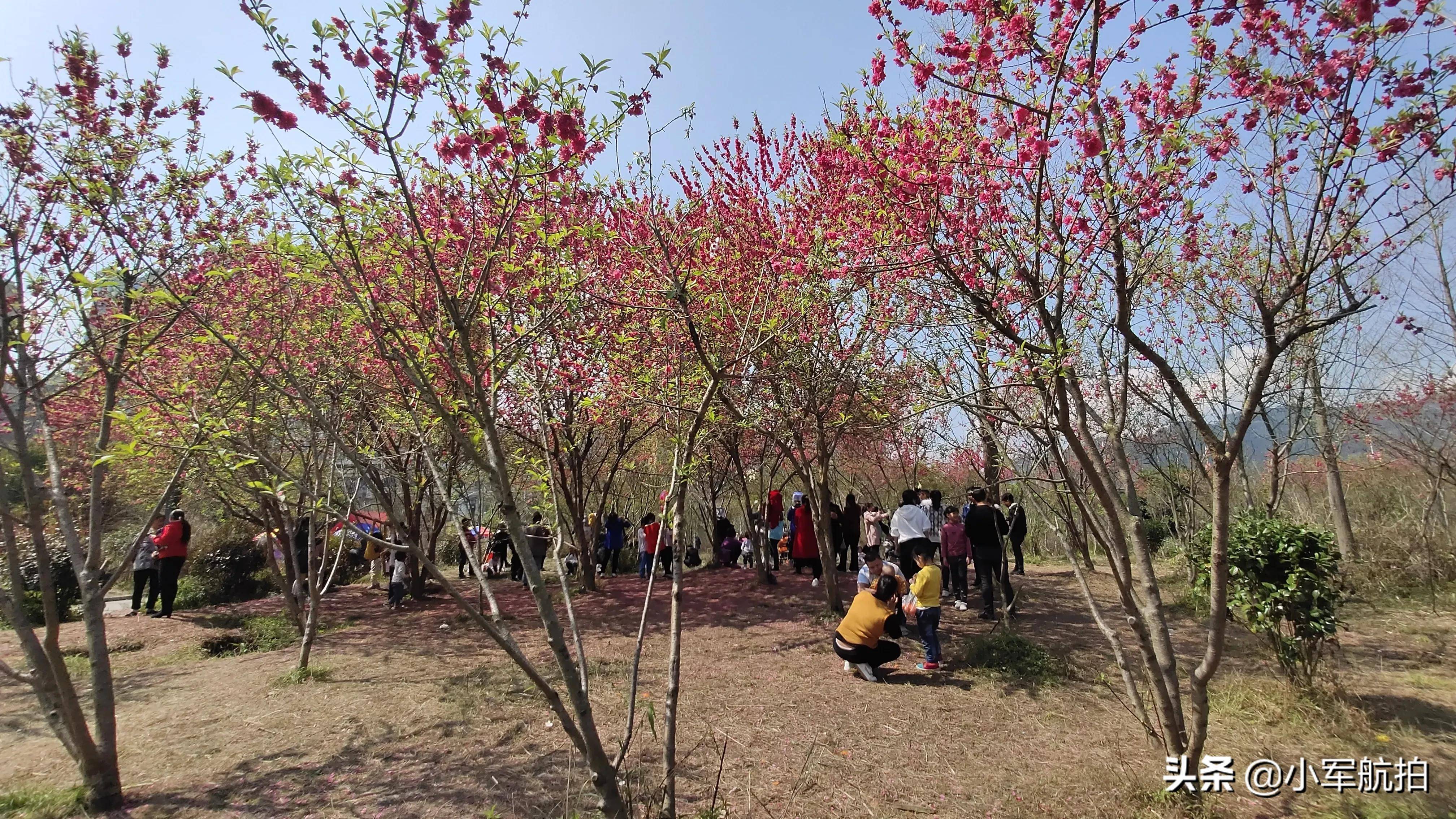贵州桃花公园图片