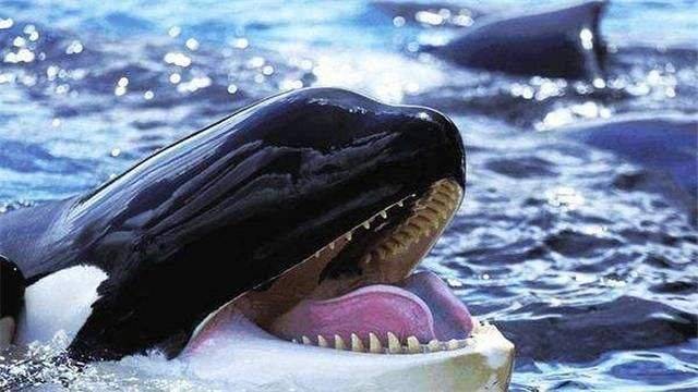 一头15米长的座头鲸,为拯救一头抹香鲸幼崽,竟不顾生死,勇猛的杀入了