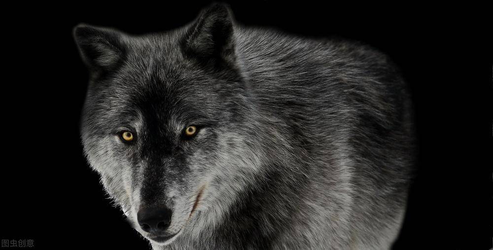 你知道为什么在夜里狼的眼睛会闪闪发光吗?