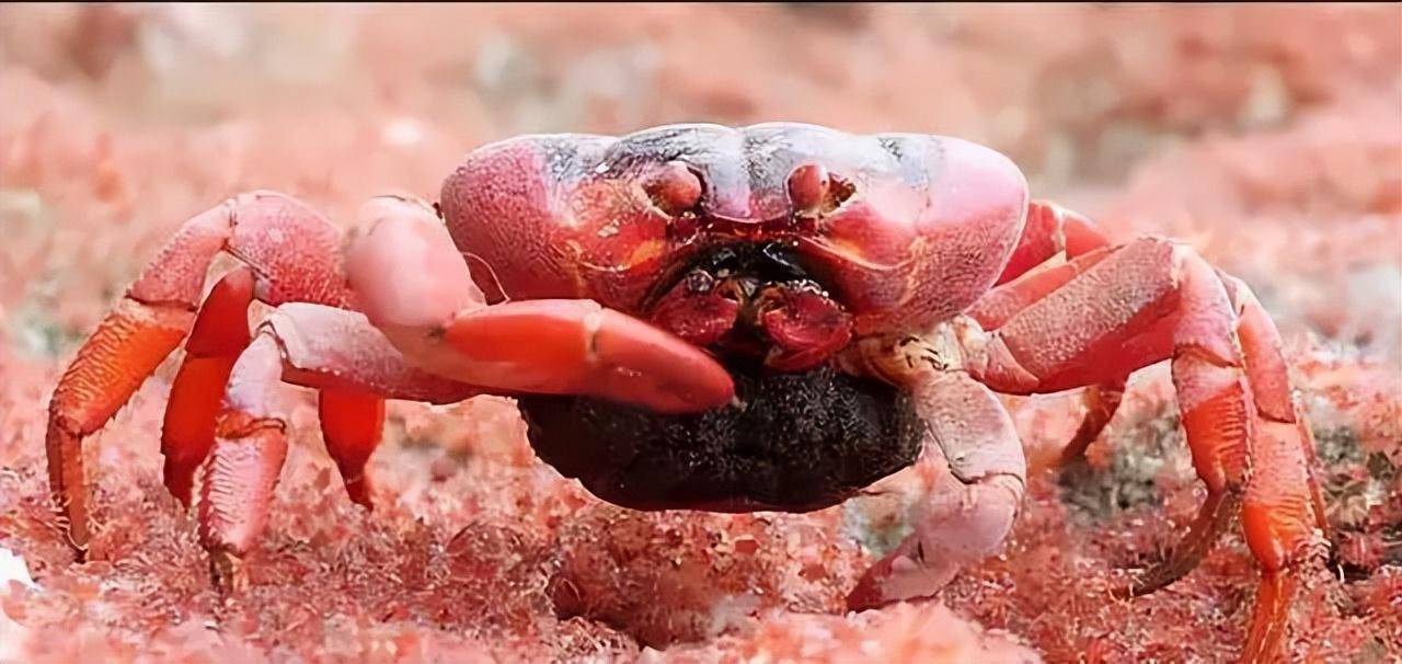 螃蟹世界上最大的螃蟹_世界上最大的螃蟹_世界大螃蟹排名