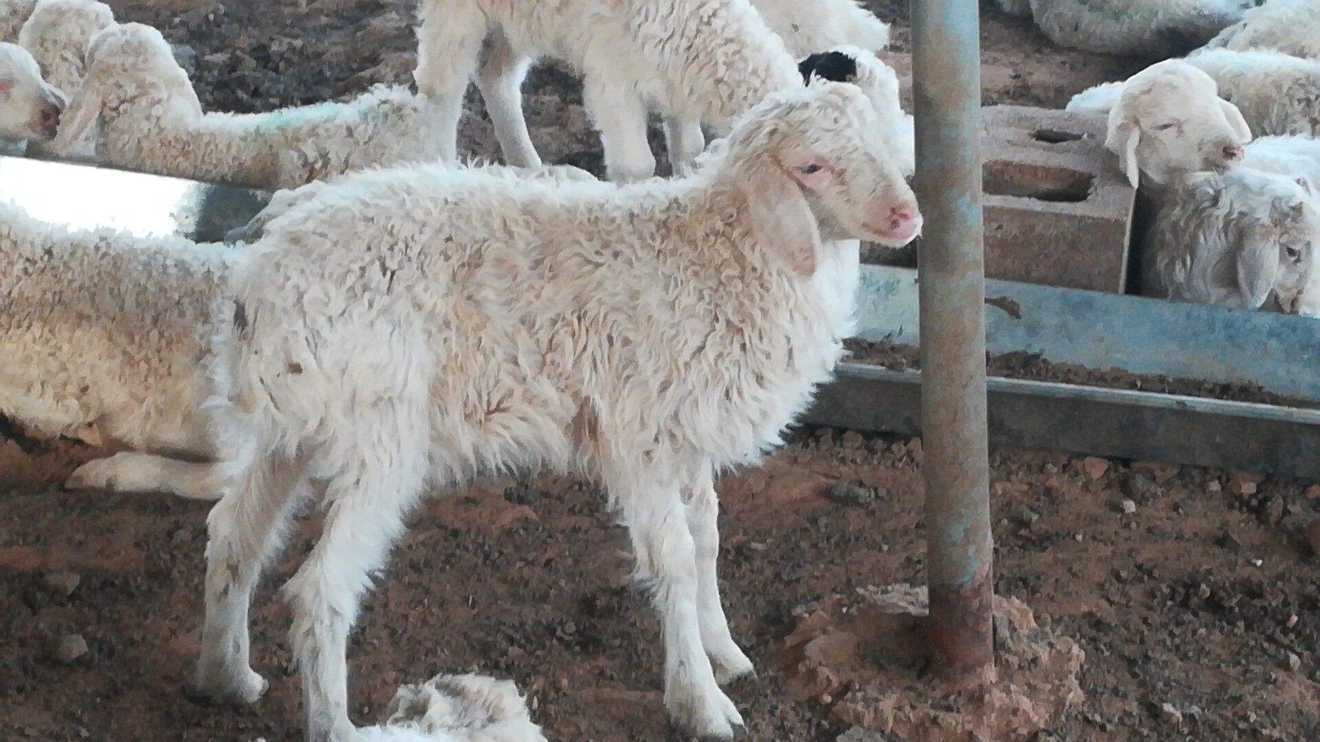 羊瘟怎么治疗?养羊人赶快来收藏学习吧!_方法_清温_病毒