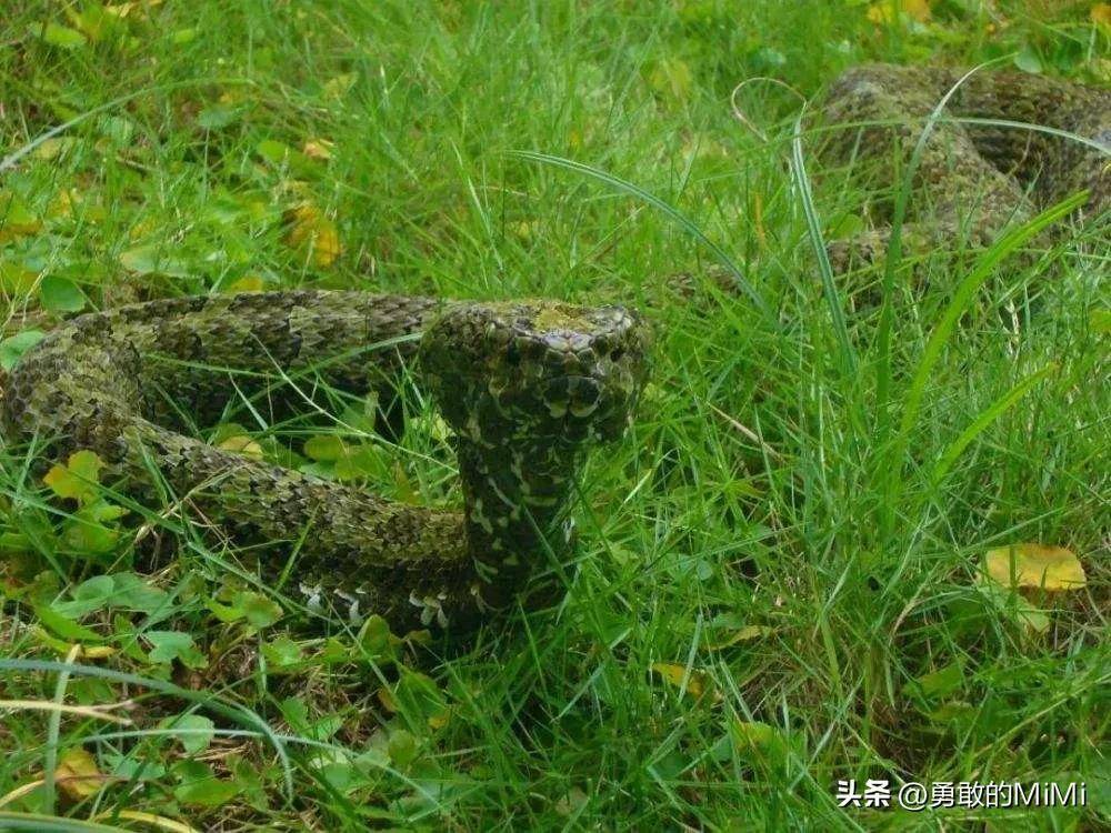 它是我国特有的一种毒蛇,珍稀程度堪比国宝大熊猫_陈远辉_烙铁头_数量