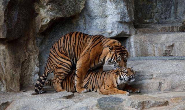 看看老虎的繁殖交配,奇冷知识越来越多_母虎_雌虎_领地