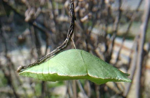 碧凤蝶:一生追逐美 最爱暗色系_幼虫_蝴蝶泉_植物